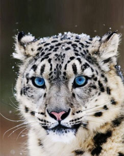 纪录片蜀山之王